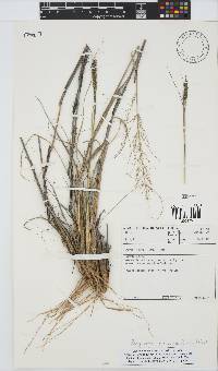 Eragrostis curvula image