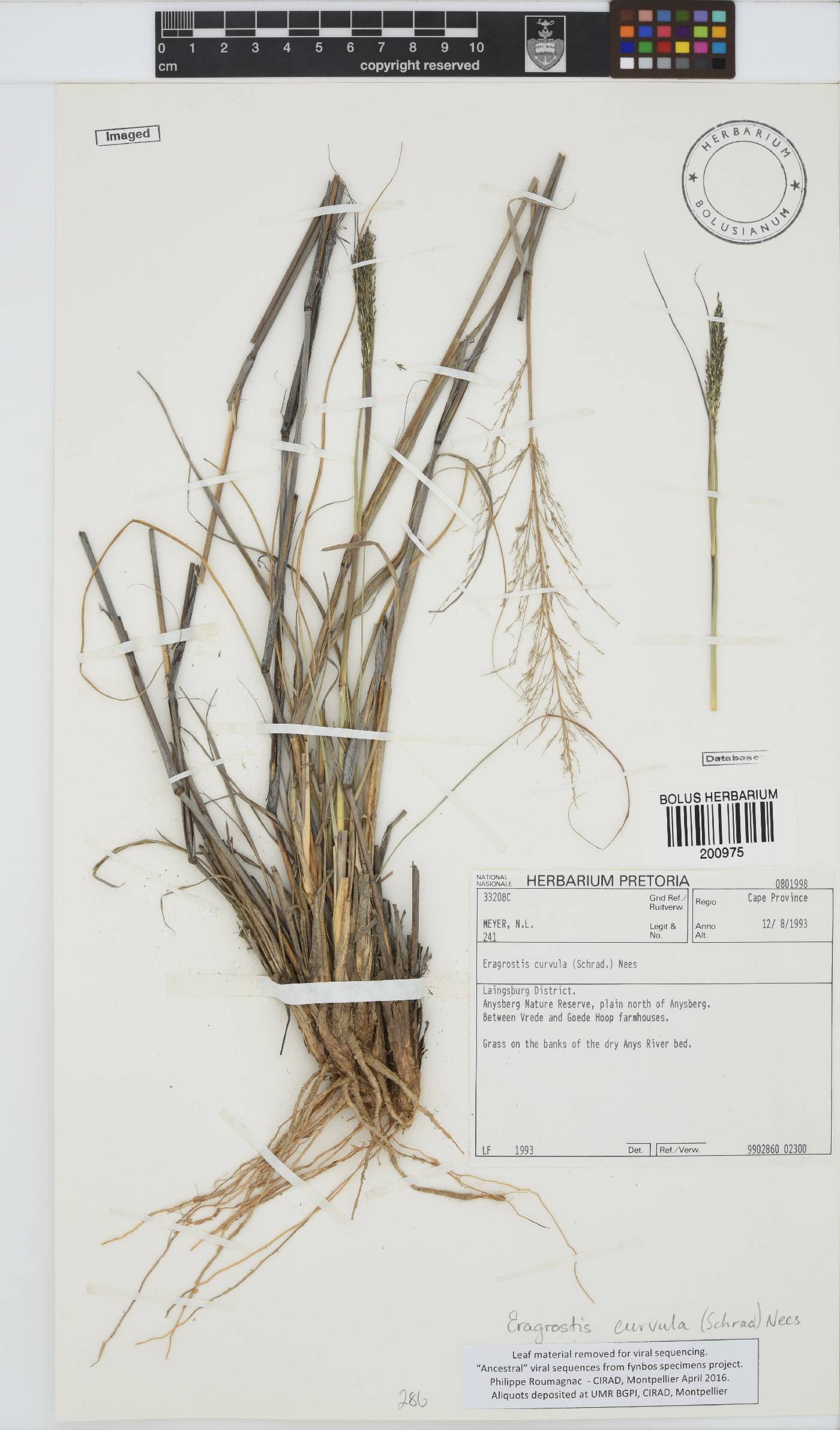 Eragrostis curvula image