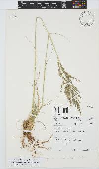 Eragrostis curvula image