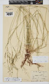 Eragrostis curvula image