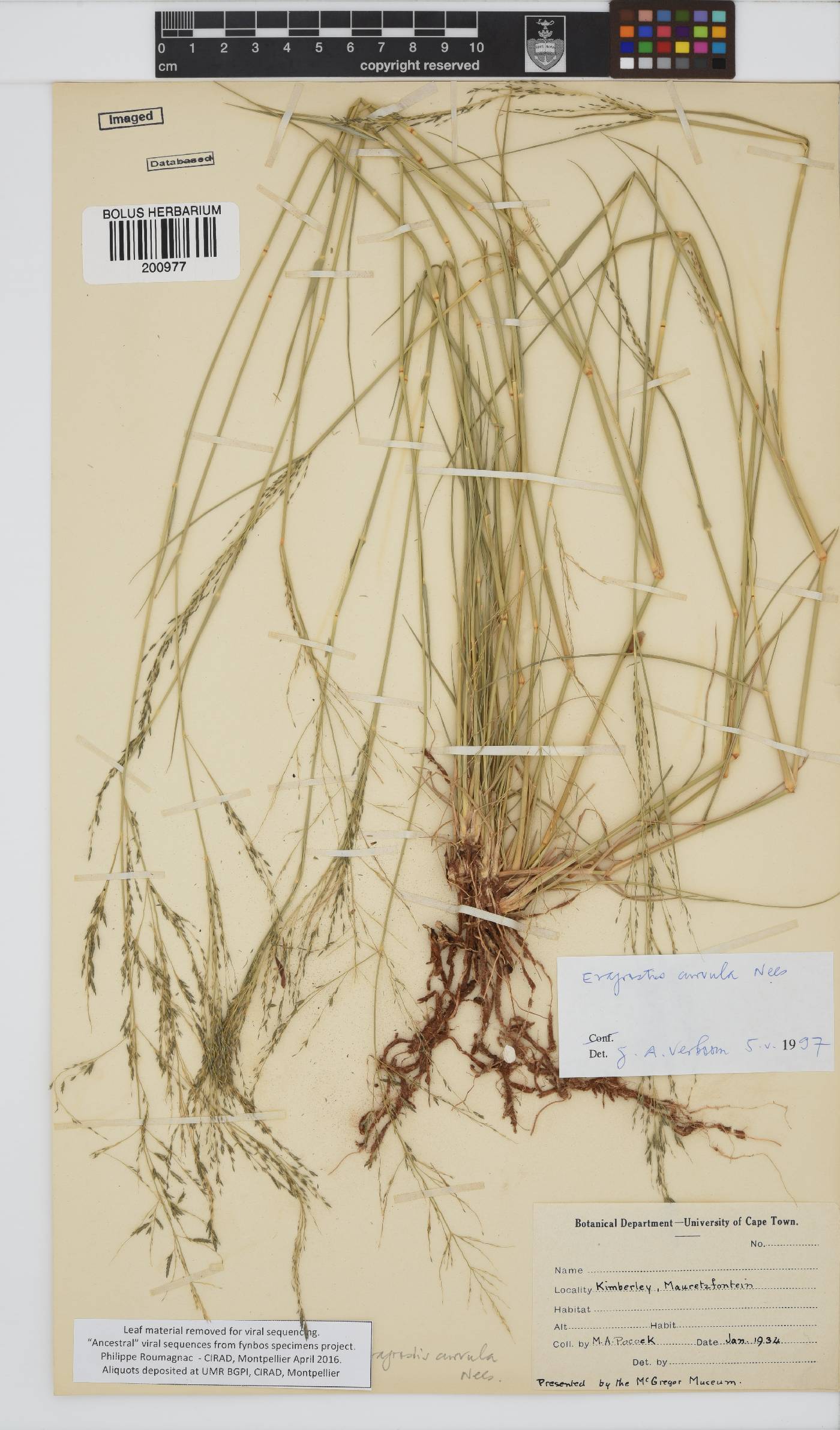 Eragrostis curvula image