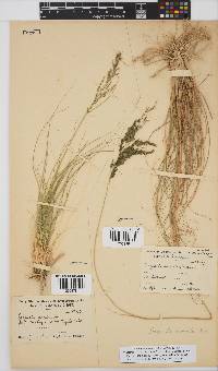 Eragrostis curvula image