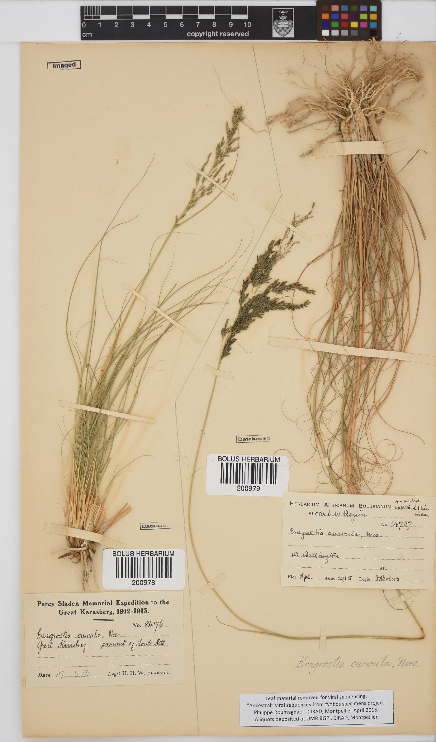 Eragrostis curvula image