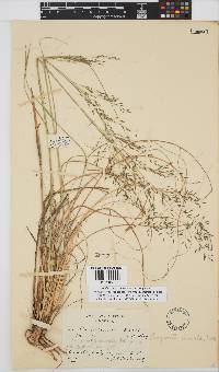 Eragrostis curvula image