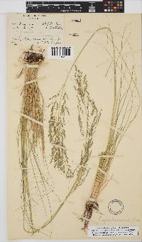 Eragrostis curvula image