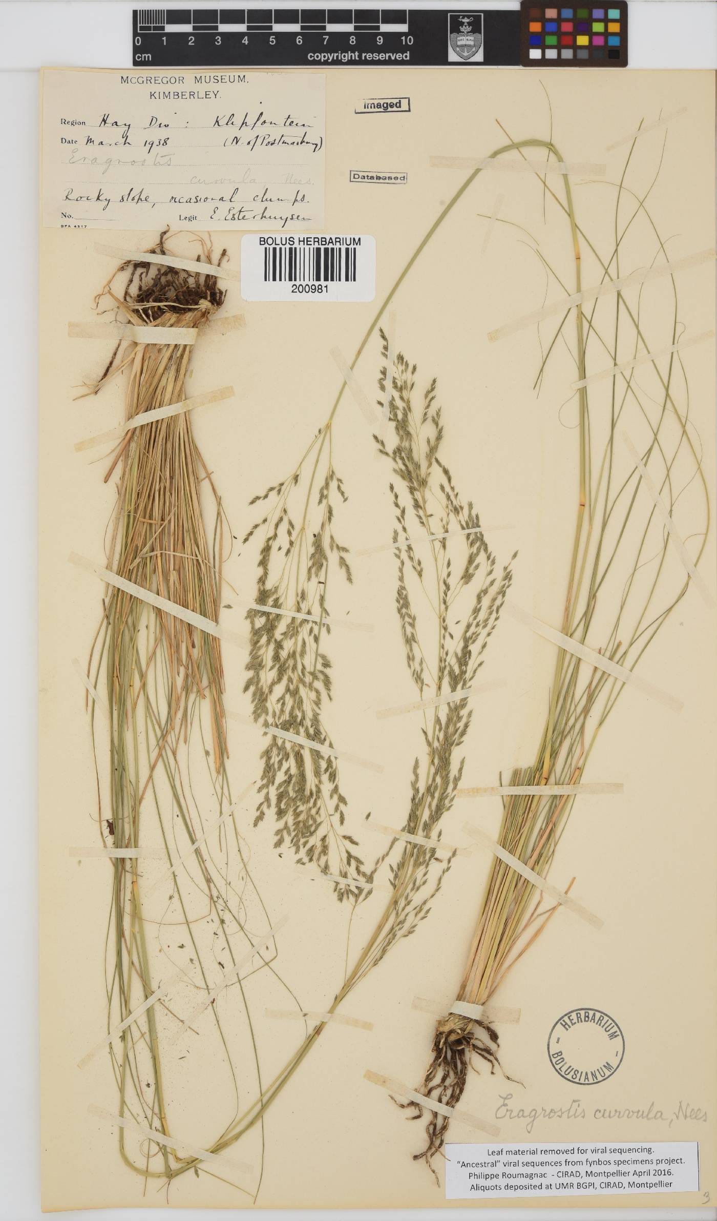 Eragrostis image