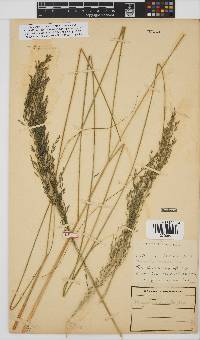 Eragrostis curvula image