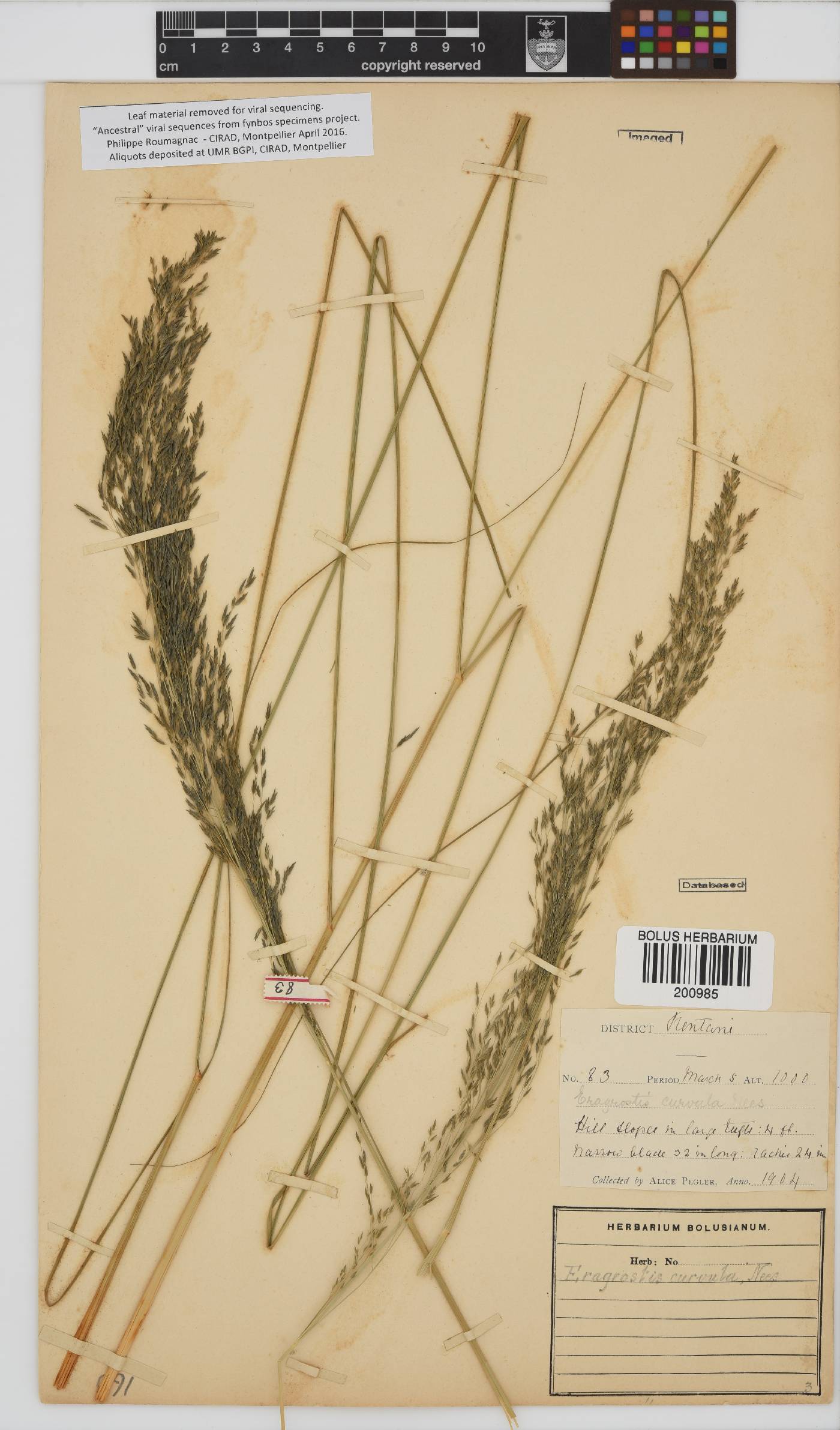 Eragrostis image