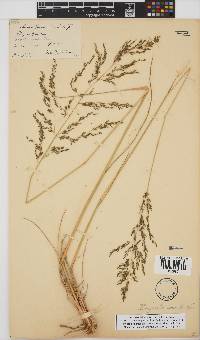 Eragrostis curvula image