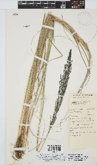 Eragrostis curvula image