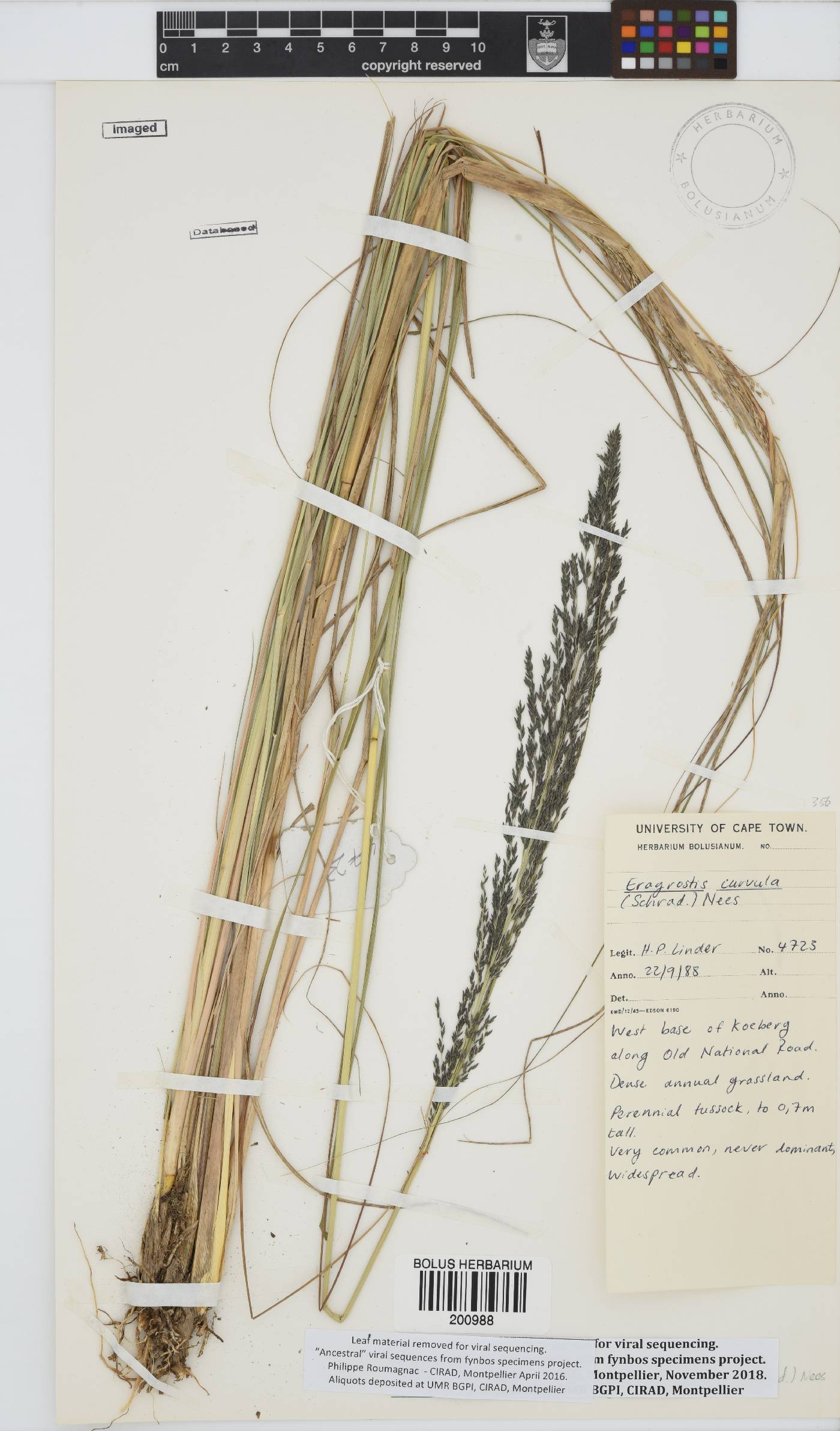 Eragrostis curvula image