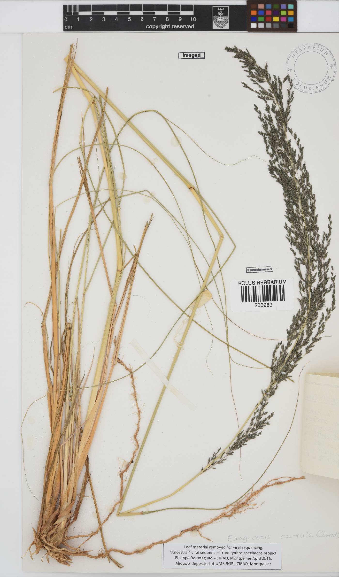 Eragrostis curvula image