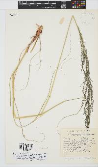 Eragrostis curvula image