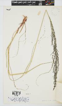 Eragrostis curvula image