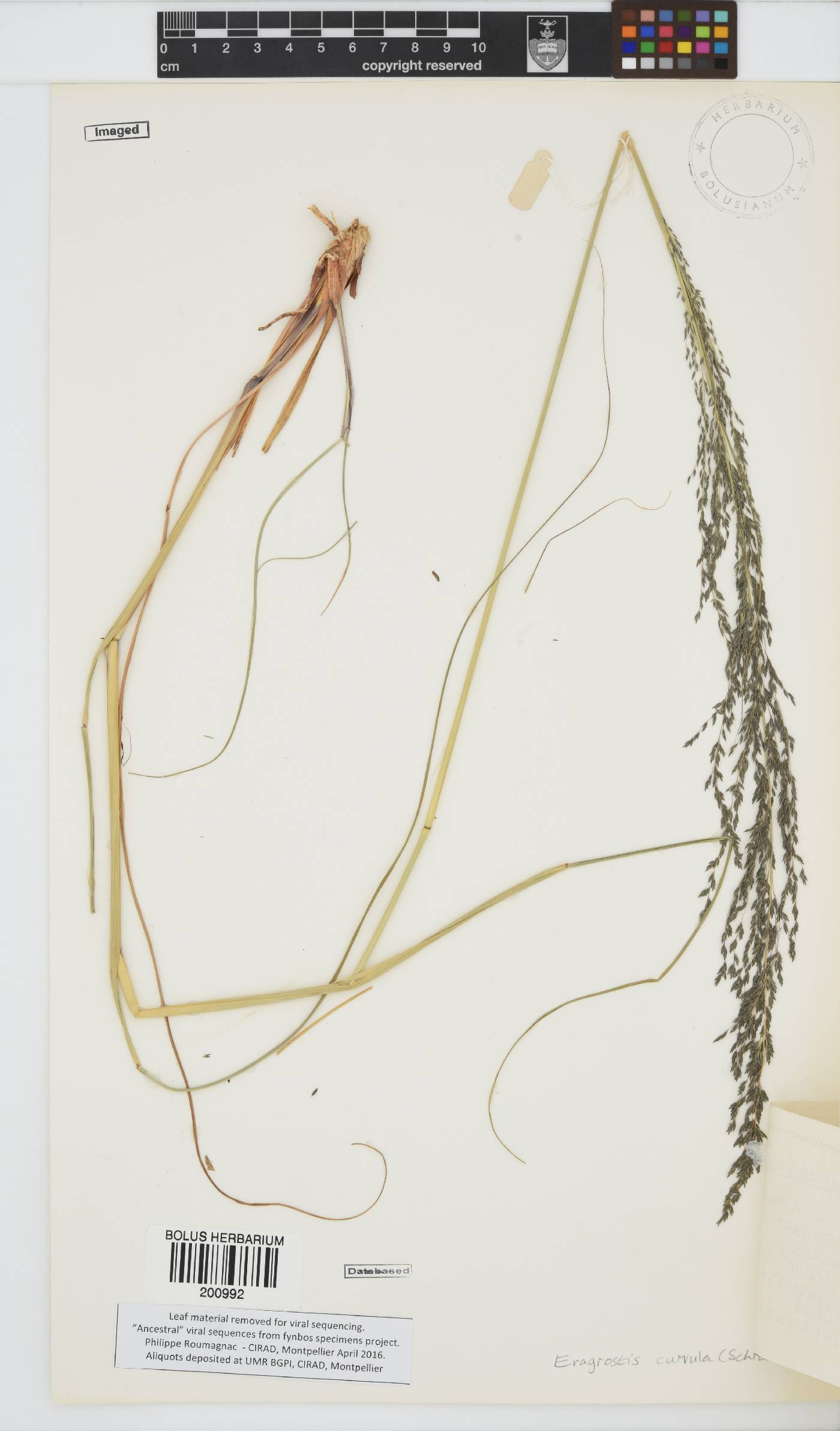 Eragrostis curvula image