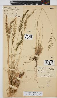 Eragrostis curvula image