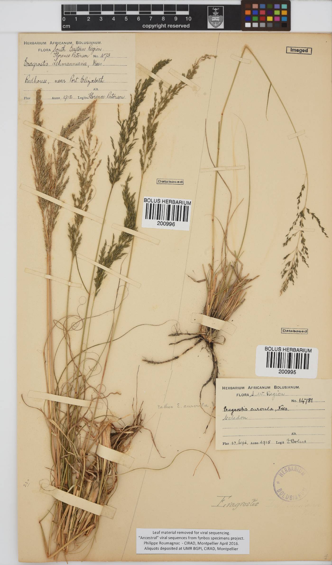 Eragrostis curvula image