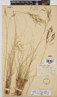 Eragrostis curvula image