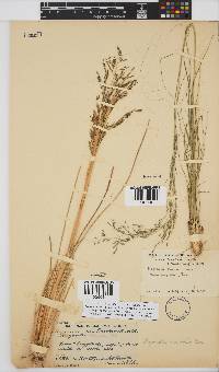 Eragrostis curvula image