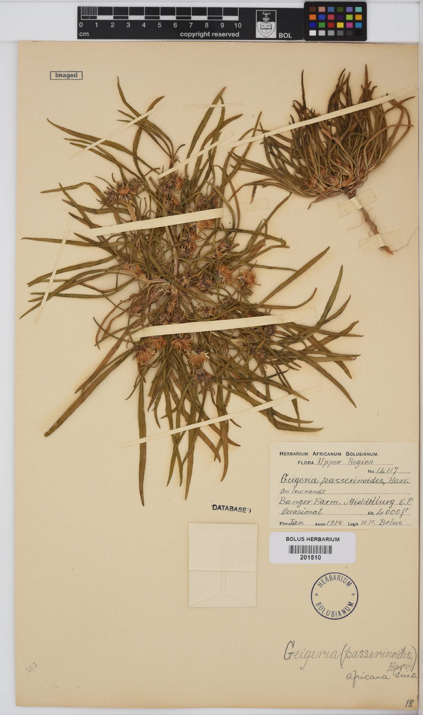 Geigeria ornativa image