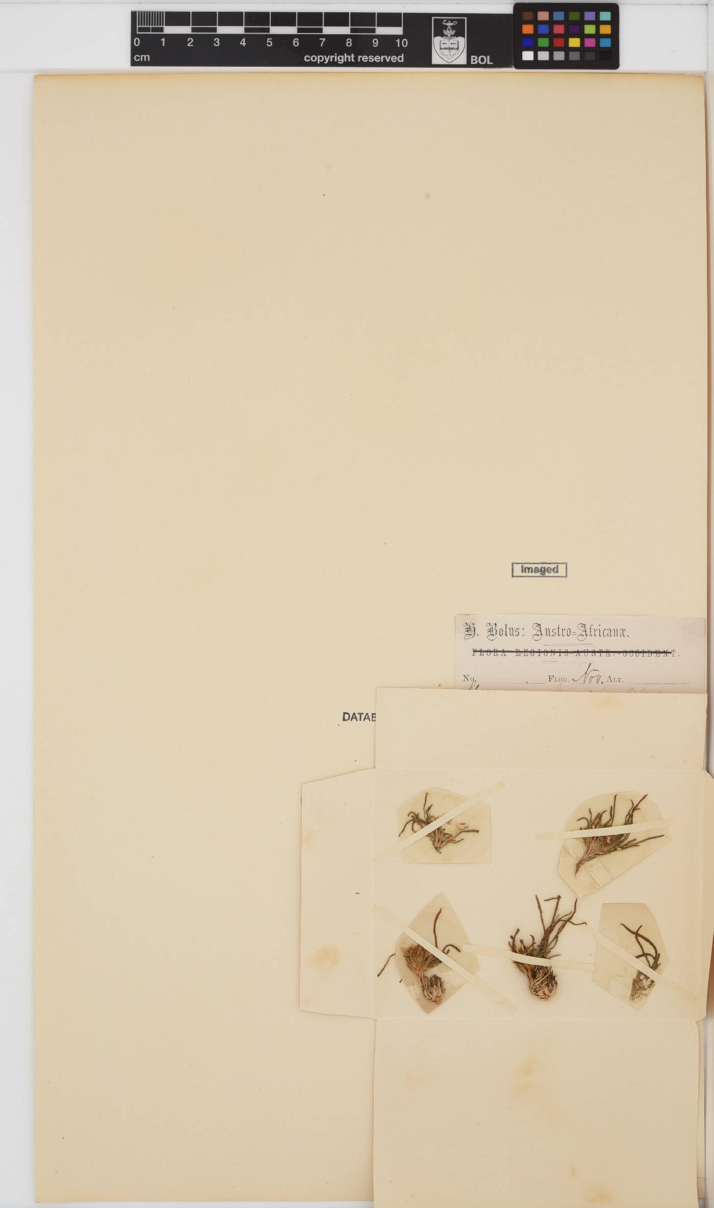 Geigeria ornativa image