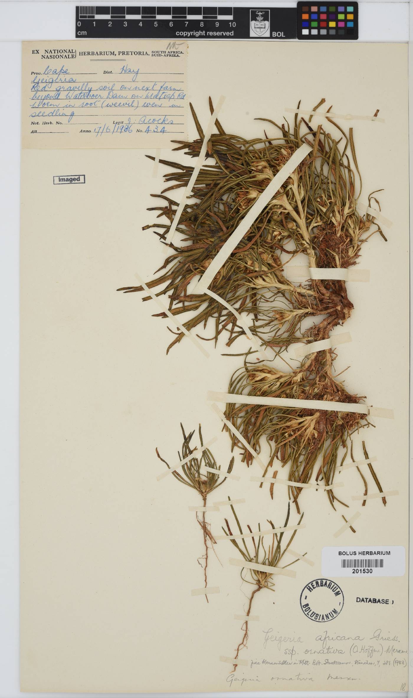 Geigeria ornativa image