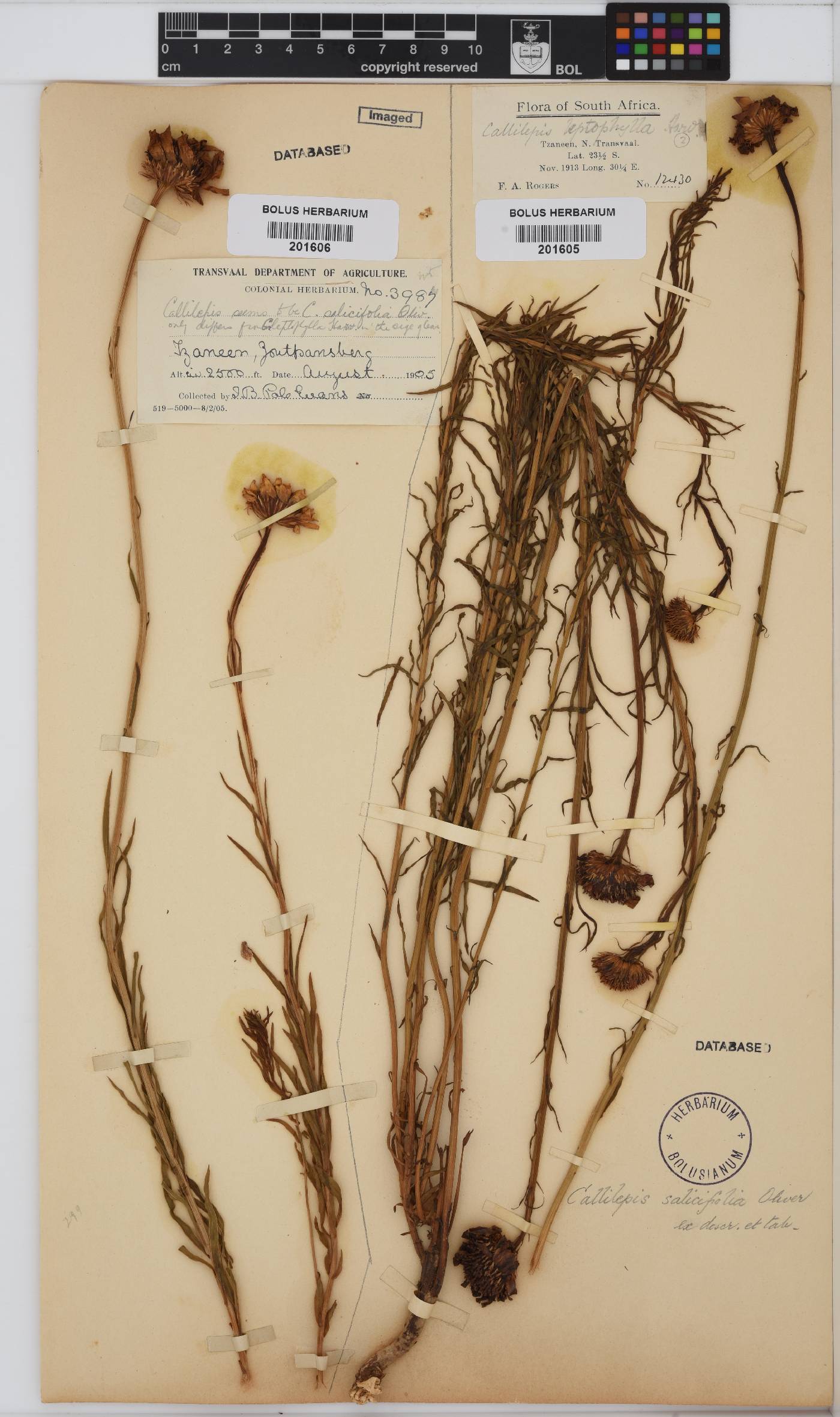 Callilepis salicifolia image