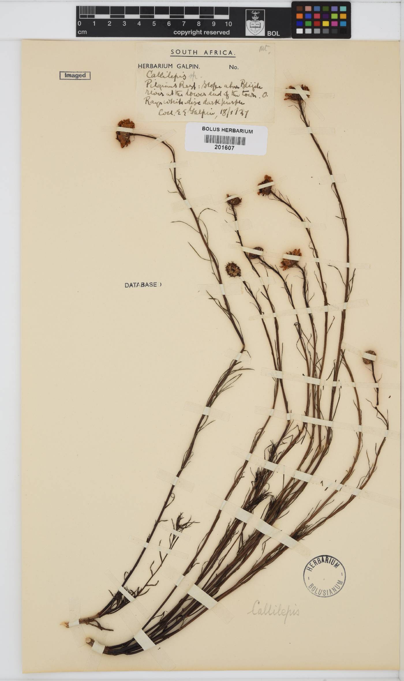 Callilepis image