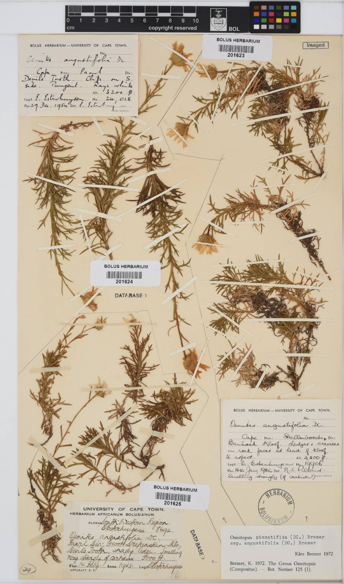 Osmitopsis pinnatifida subsp. angustifolia image