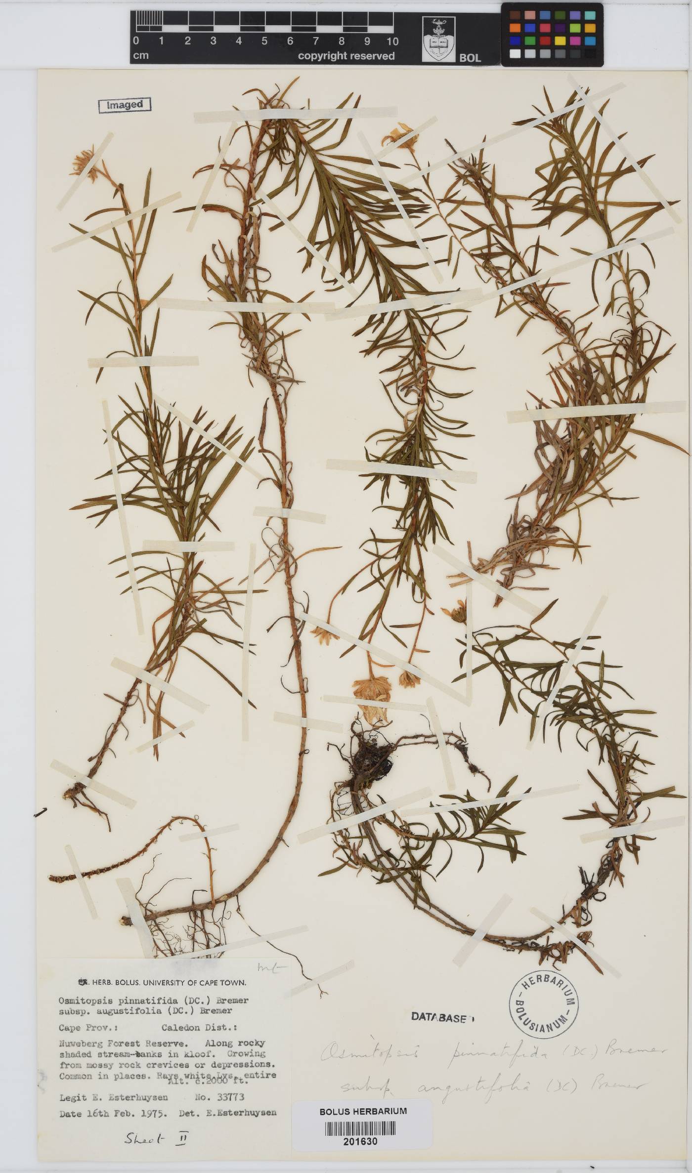Osmitopsis pinnatifida image
