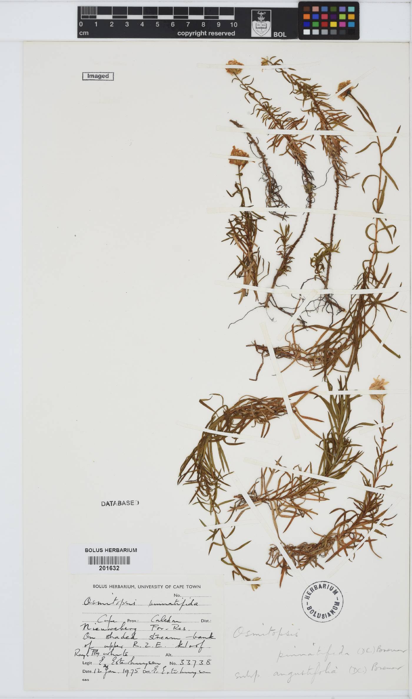 Osmitopsis pinnatifida subsp. angustifolia image