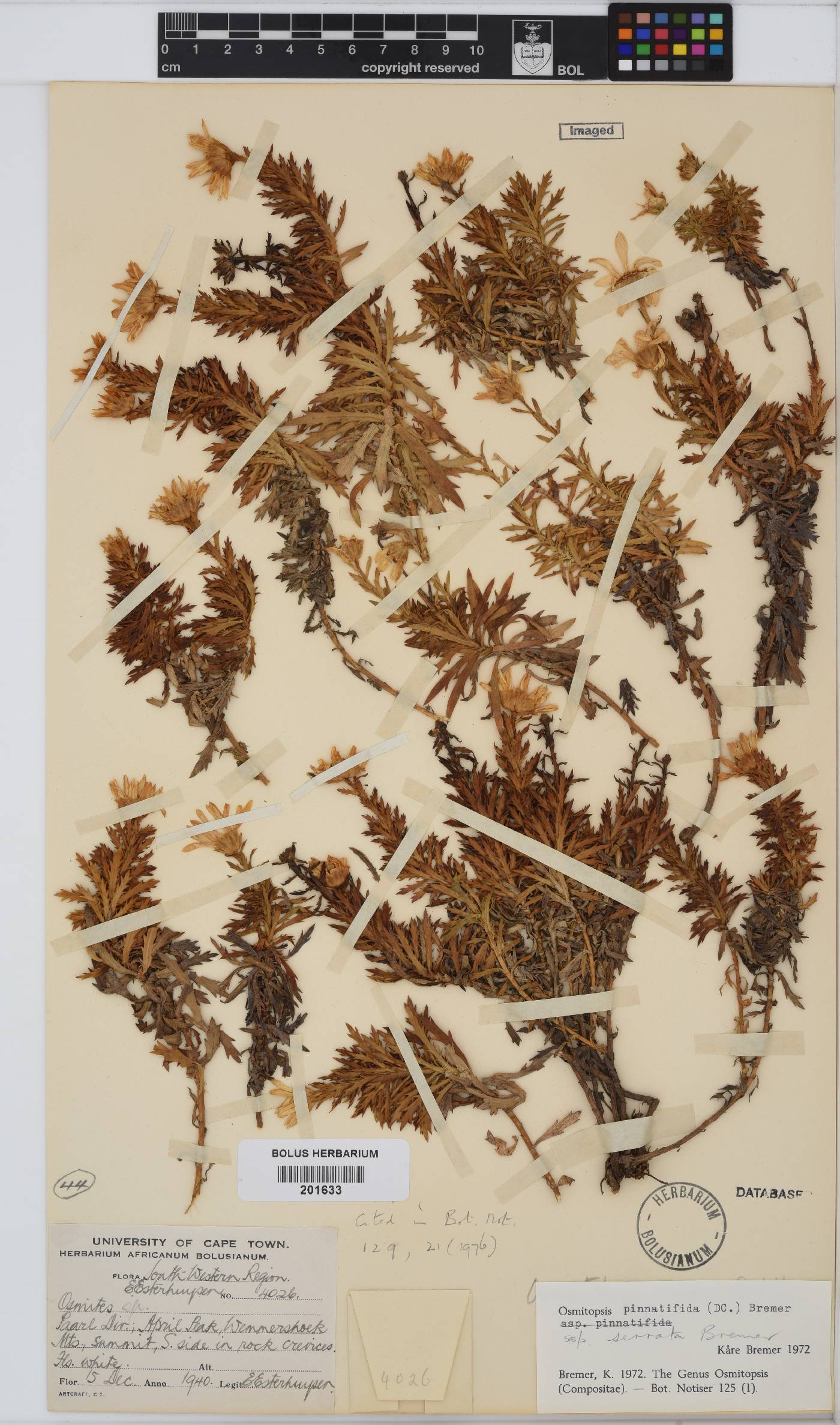 Osmitopsis image