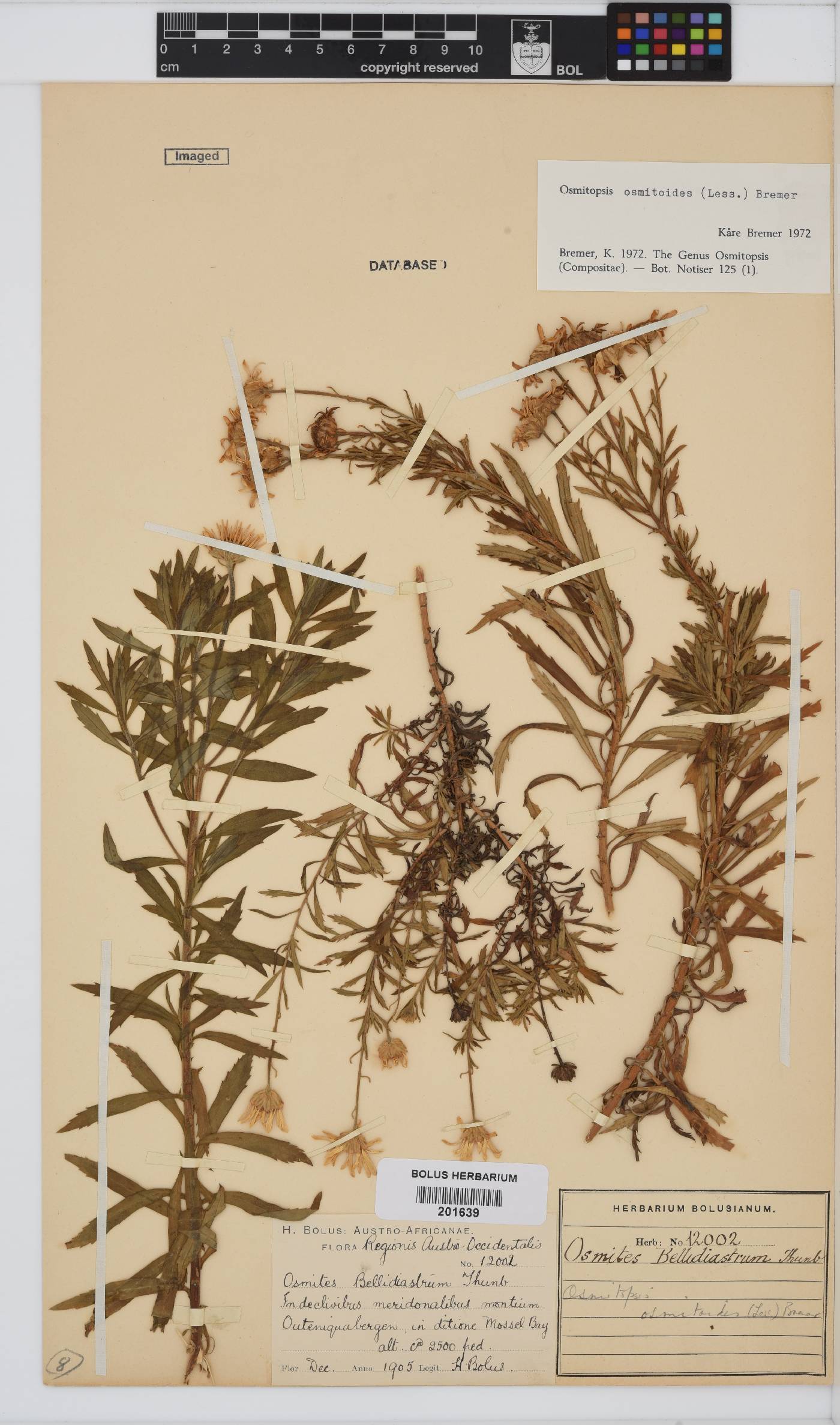 Osmitopsis osmitoides image