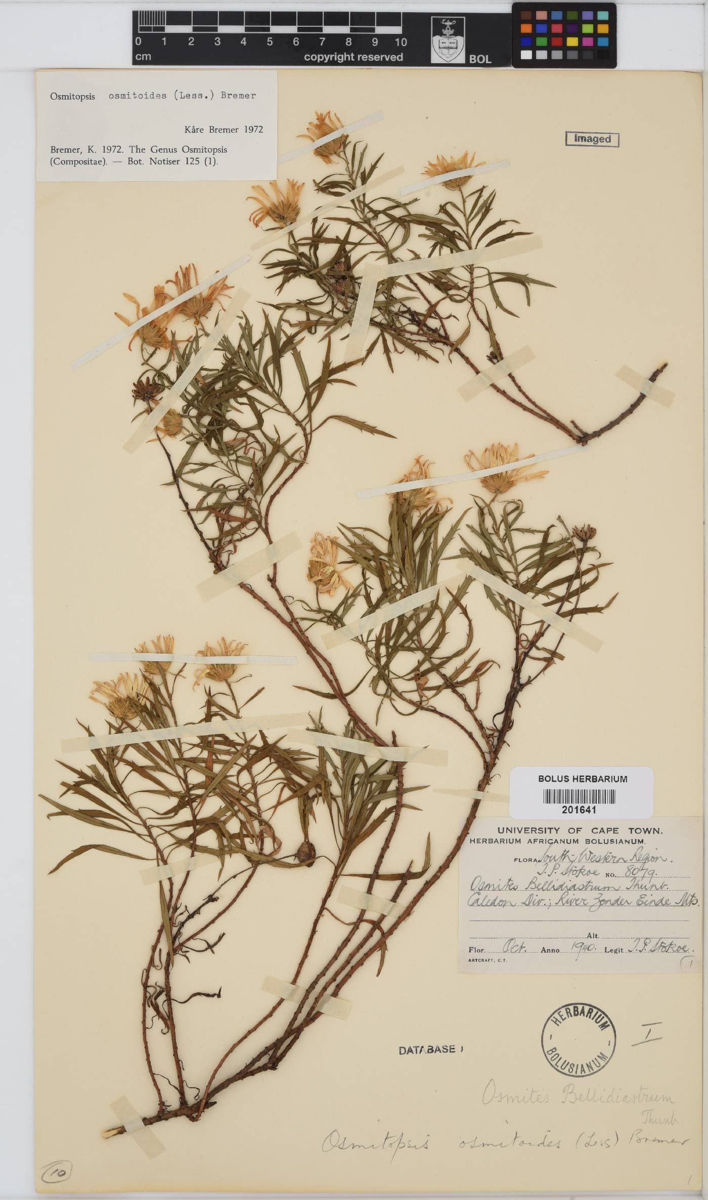 Osmitopsis osmitoides image