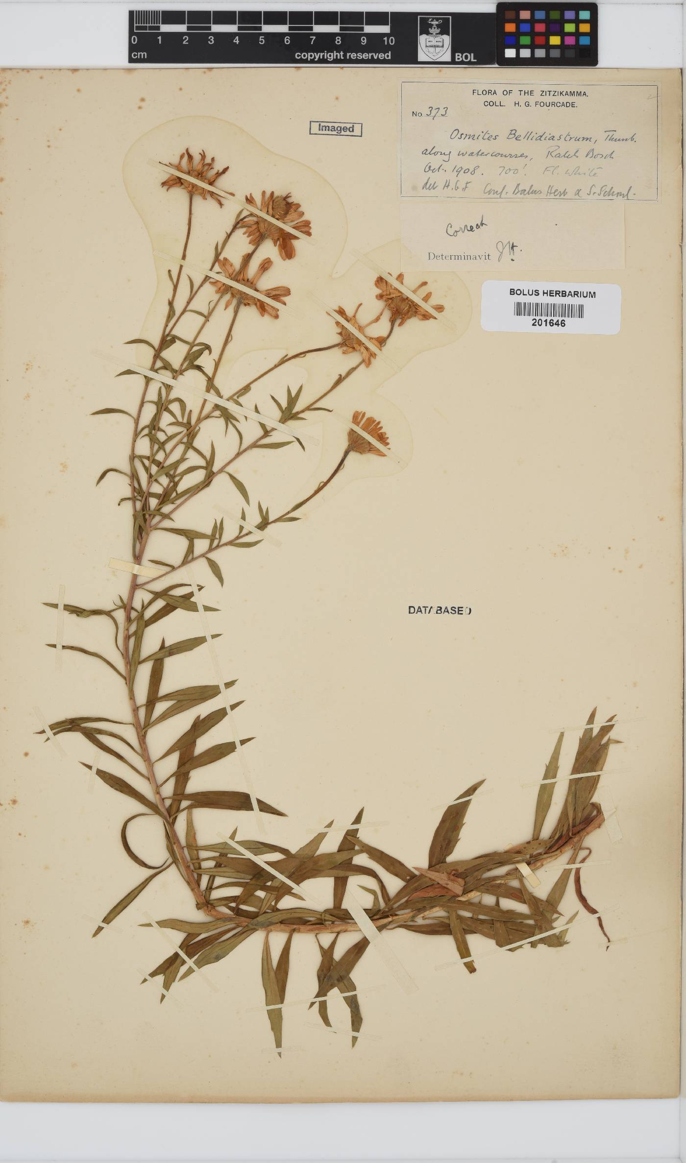 Osmitopsis osmitoides image