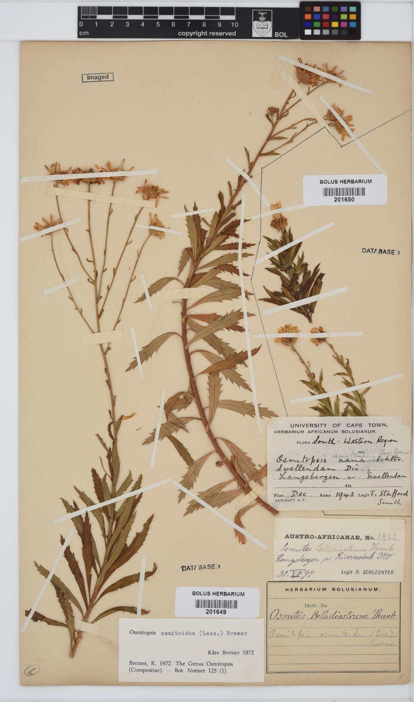Osmitopsis osmitoides image