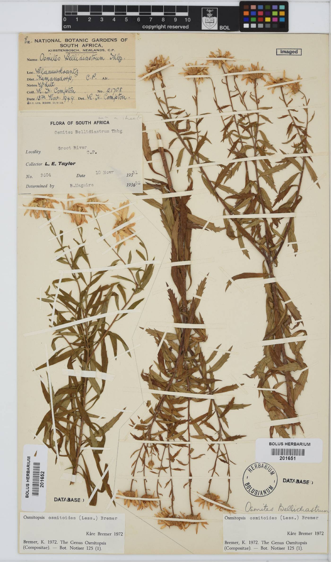 Osmitopsis osmitoides image