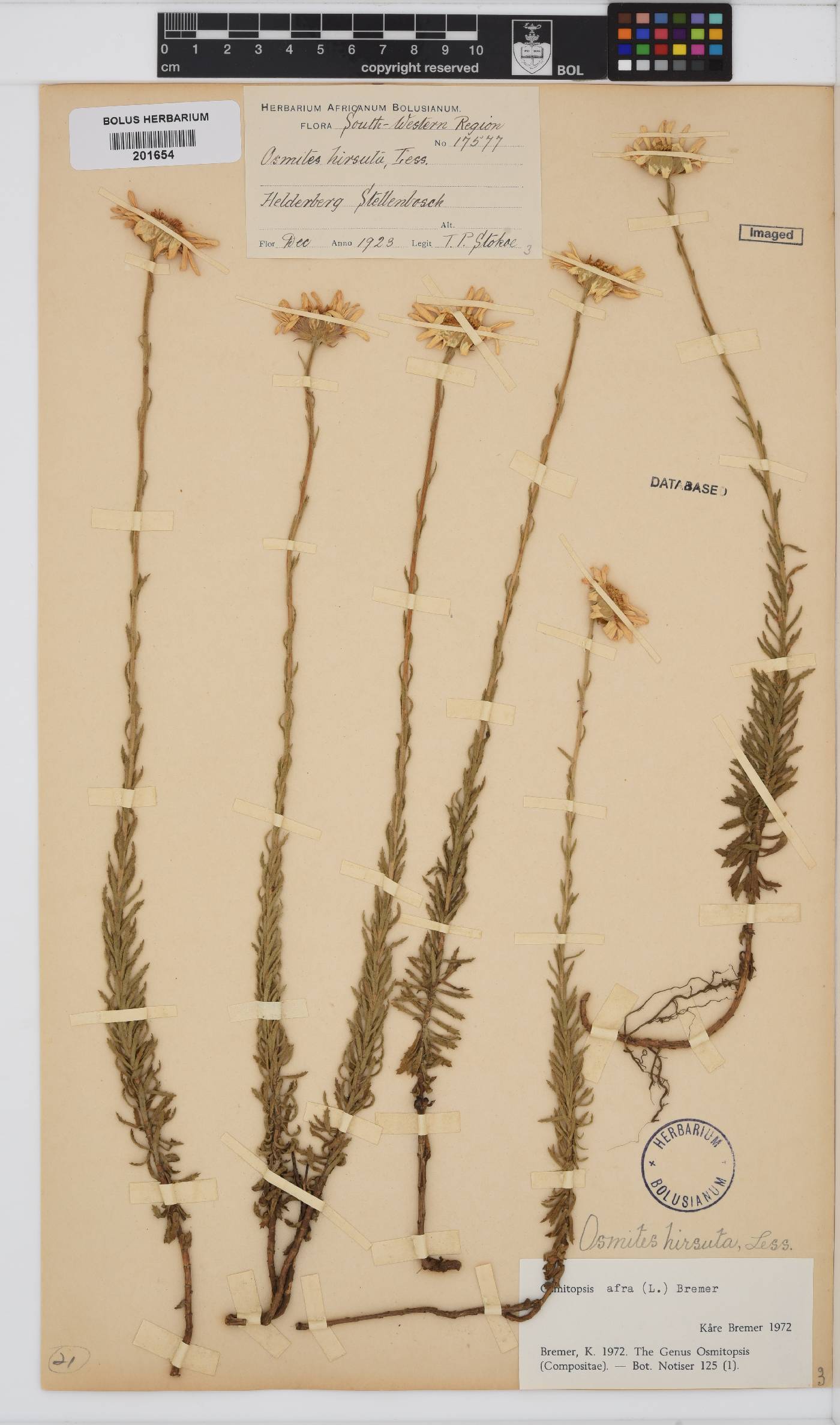 Osmitopsis afra image