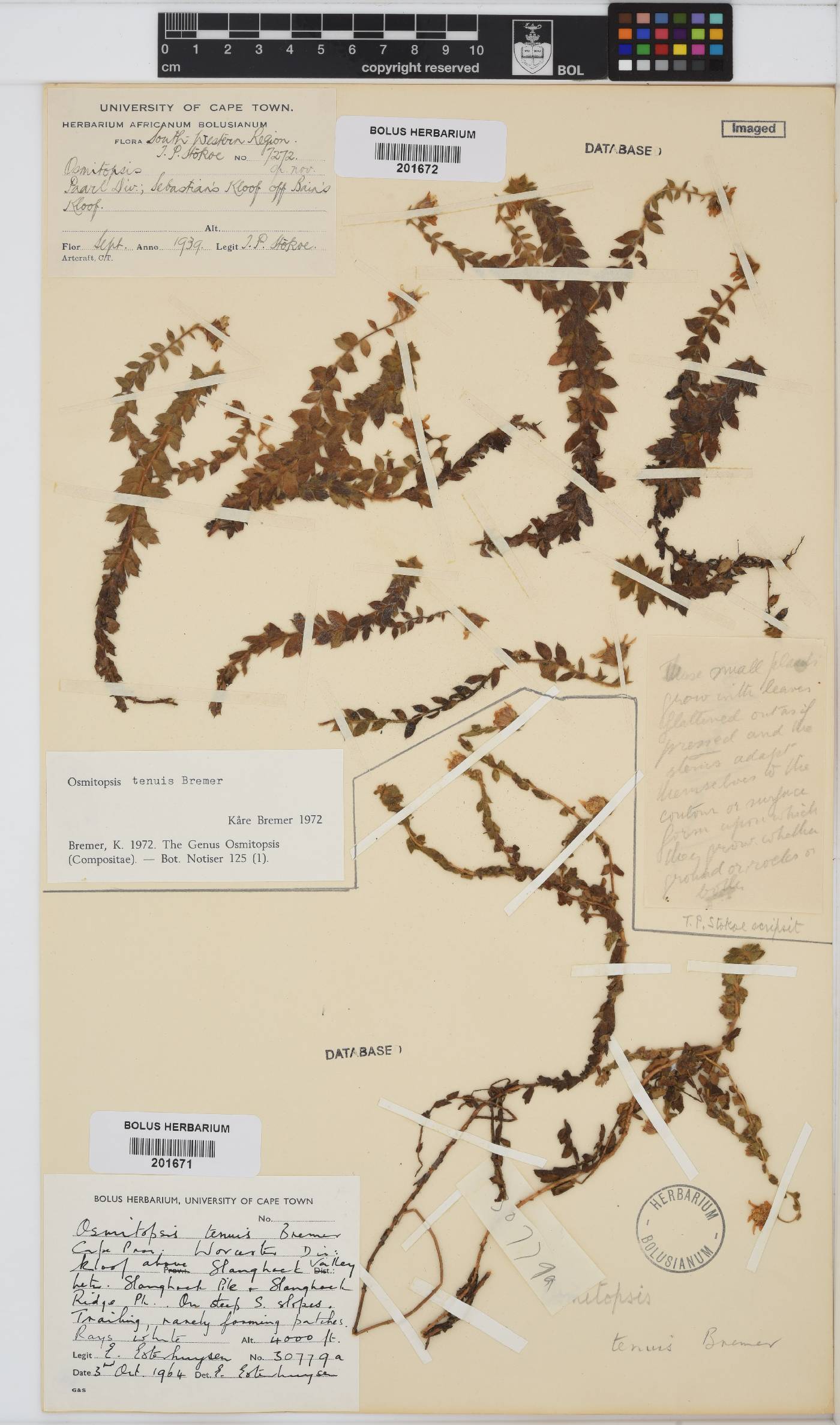 Osmitopsis tenuis image