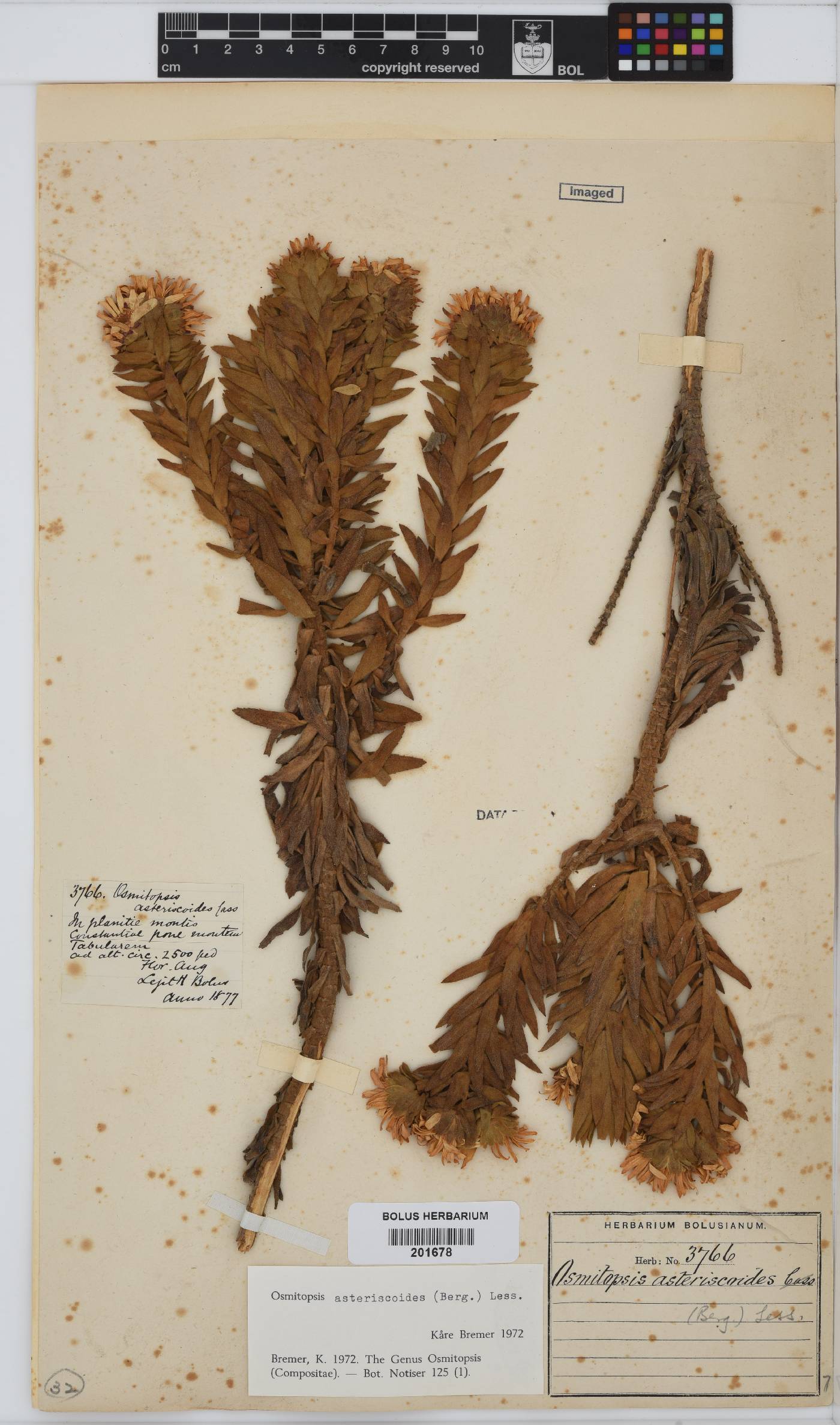Osmitopsis asteriscoides image