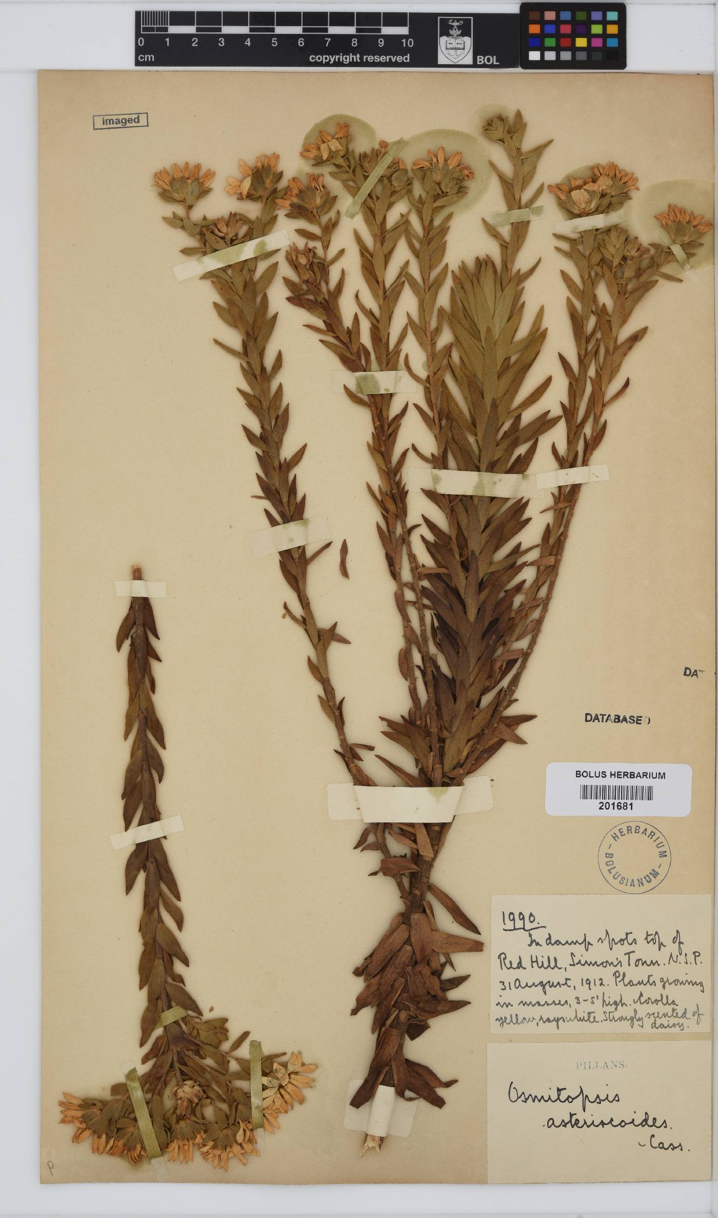 Osmitopsis asteriscoides image
