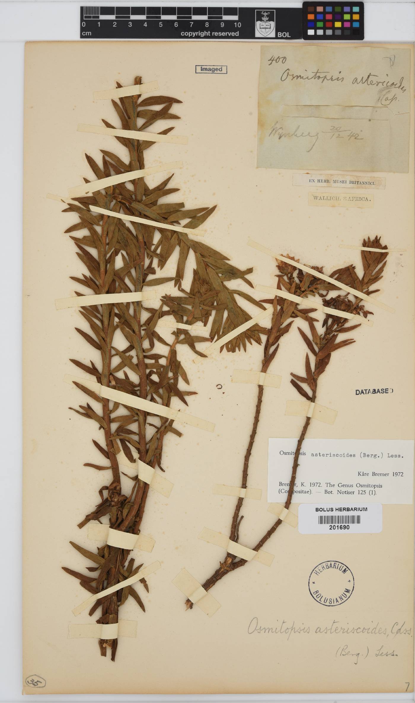 Osmitopsis asteriscoides image