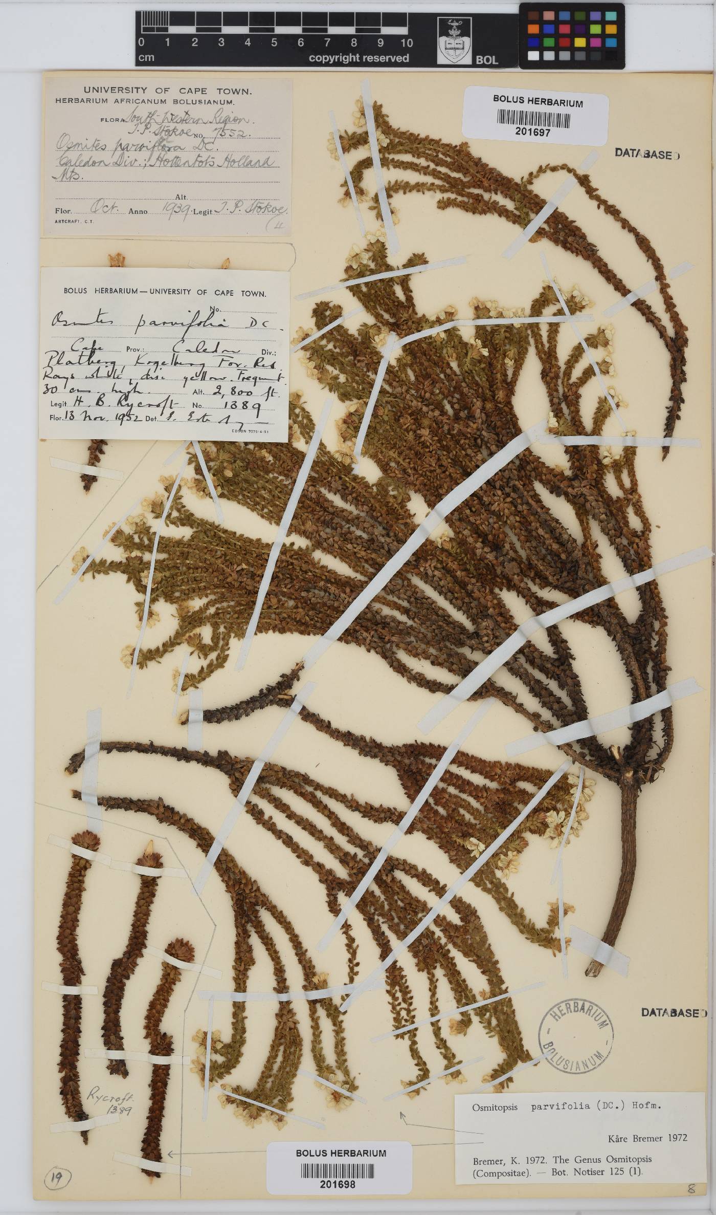 Osmitopsis parvifolia image