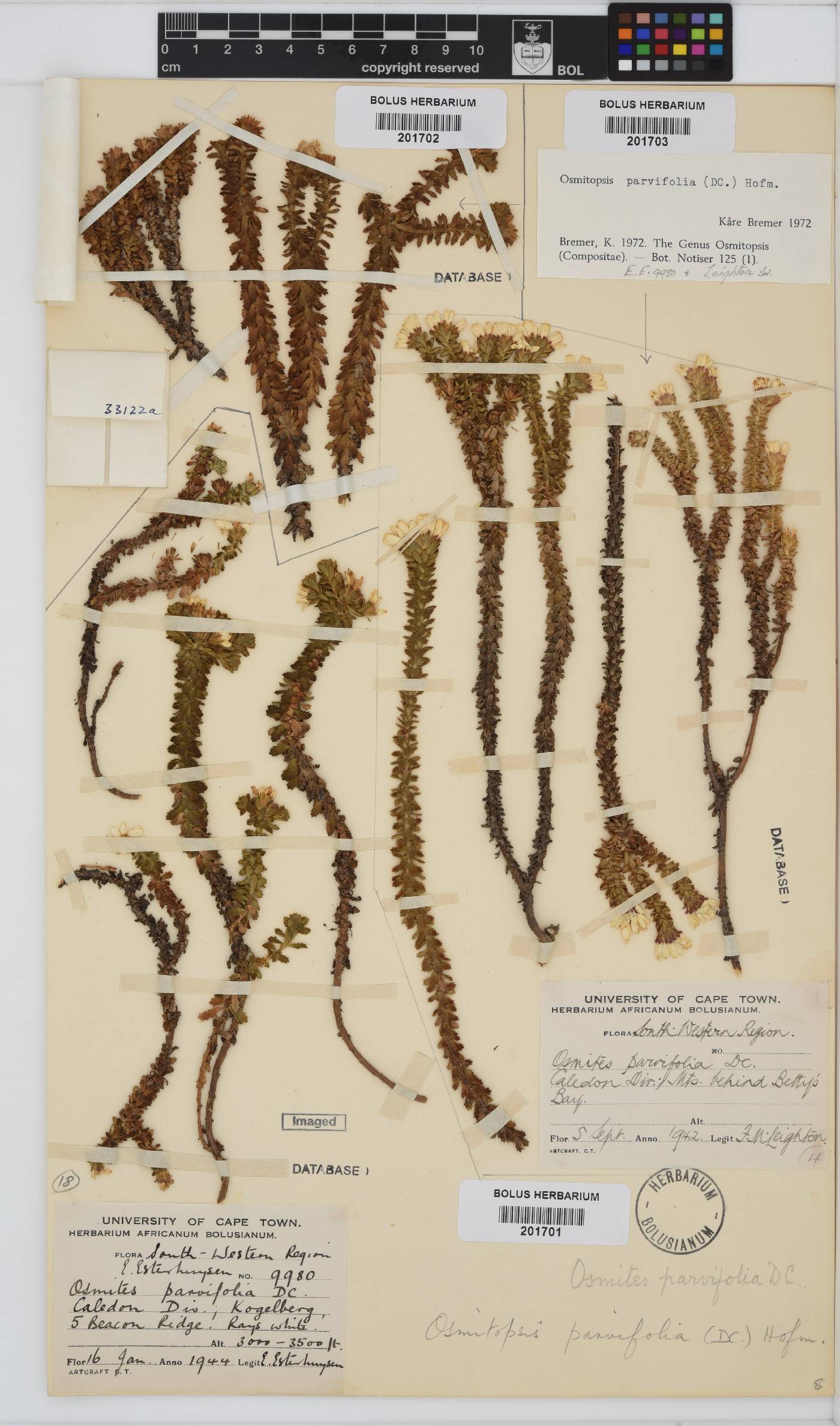 Osmitopsis parvifolia image