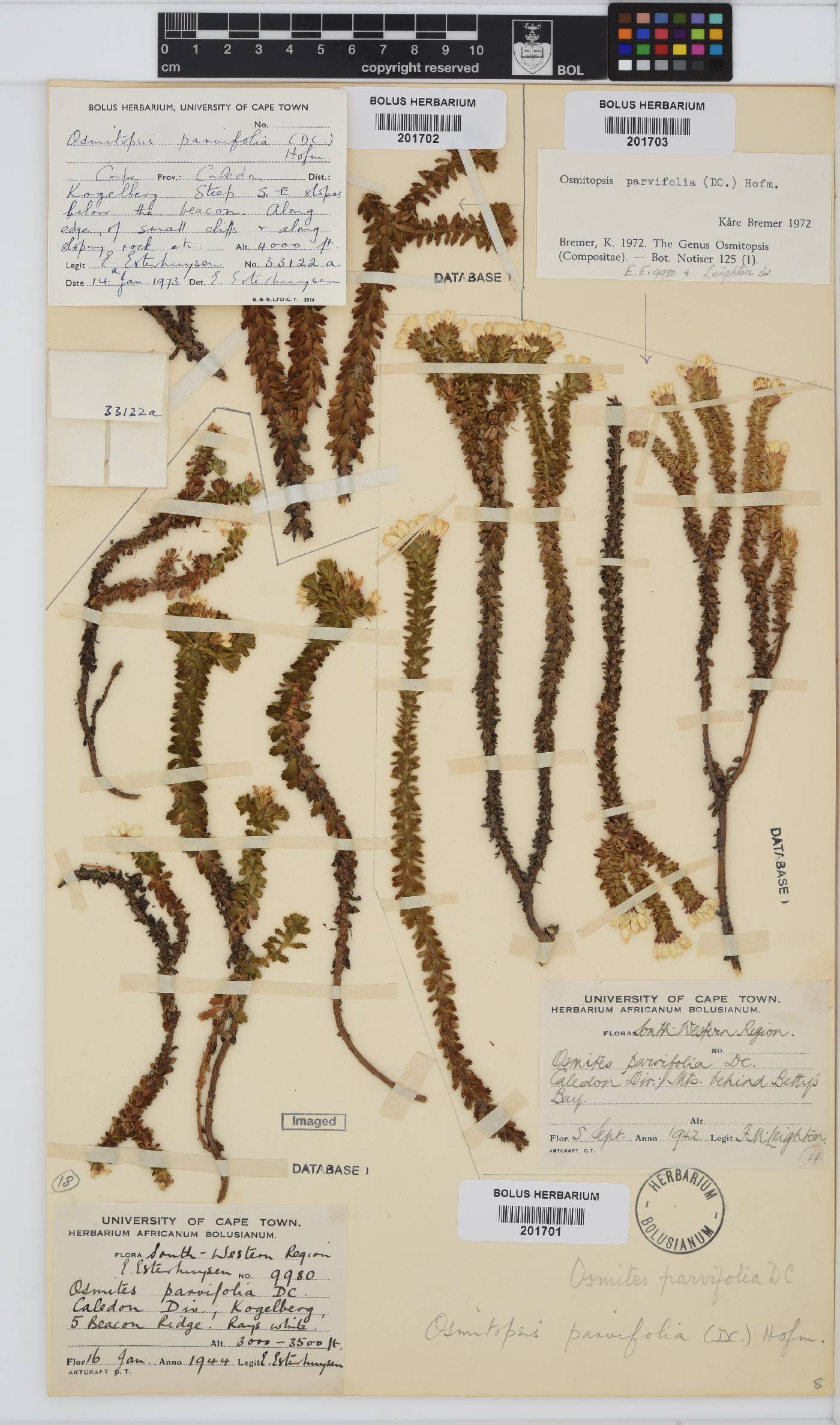 Osmitopsis parvifolia image