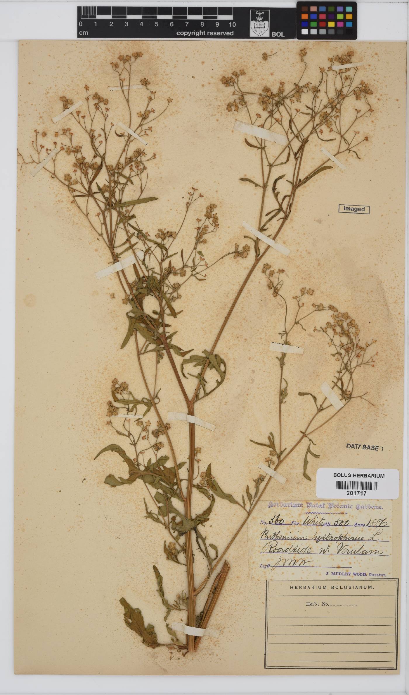 Parthenium hysterophorus image