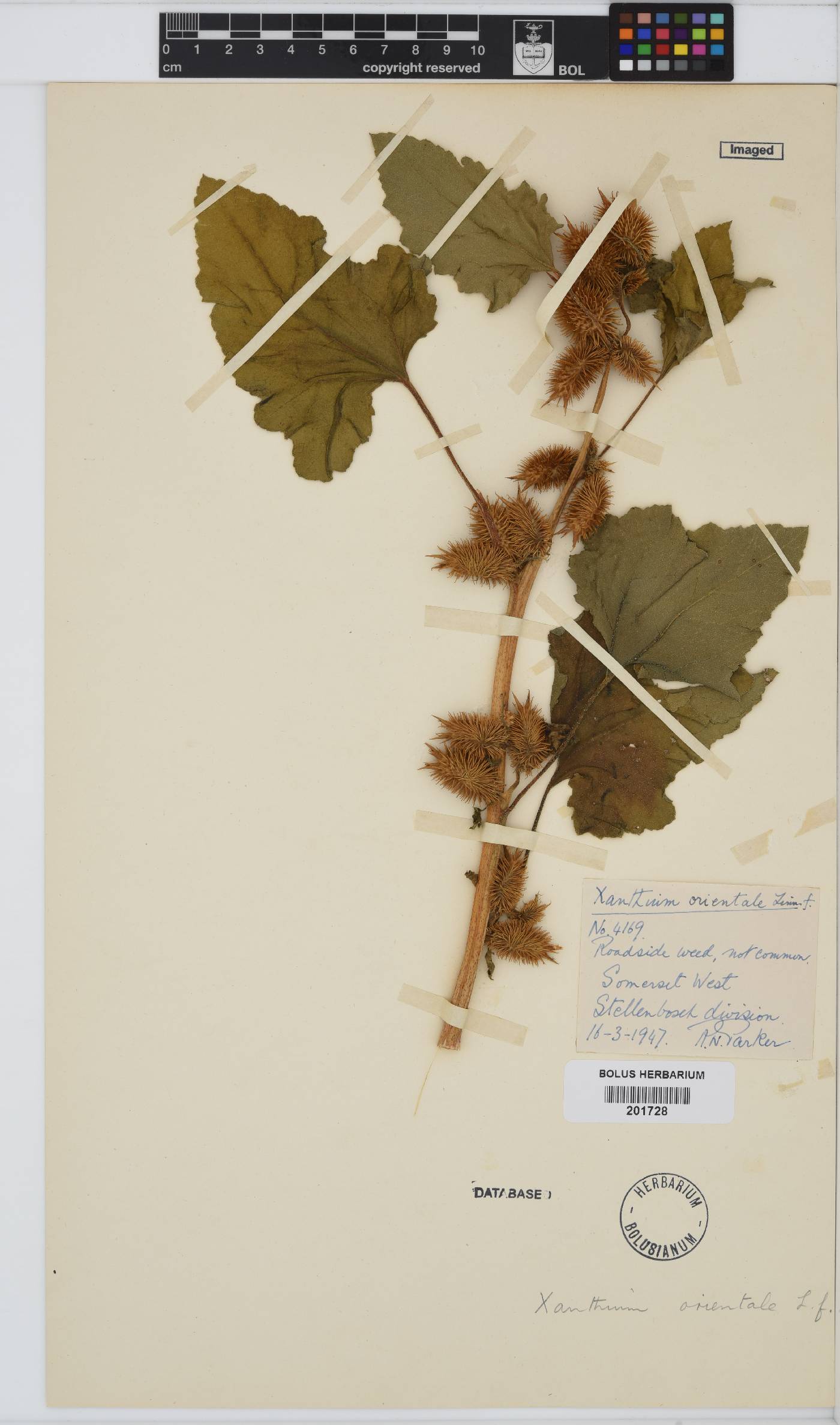 Xanthium strumarium image