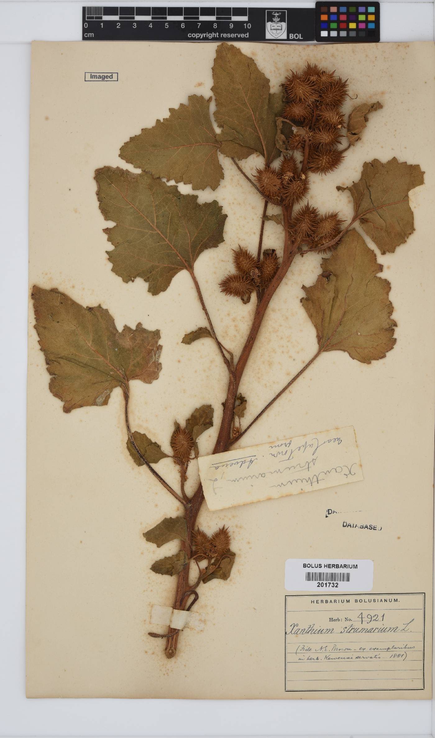 Xanthium strumarium image