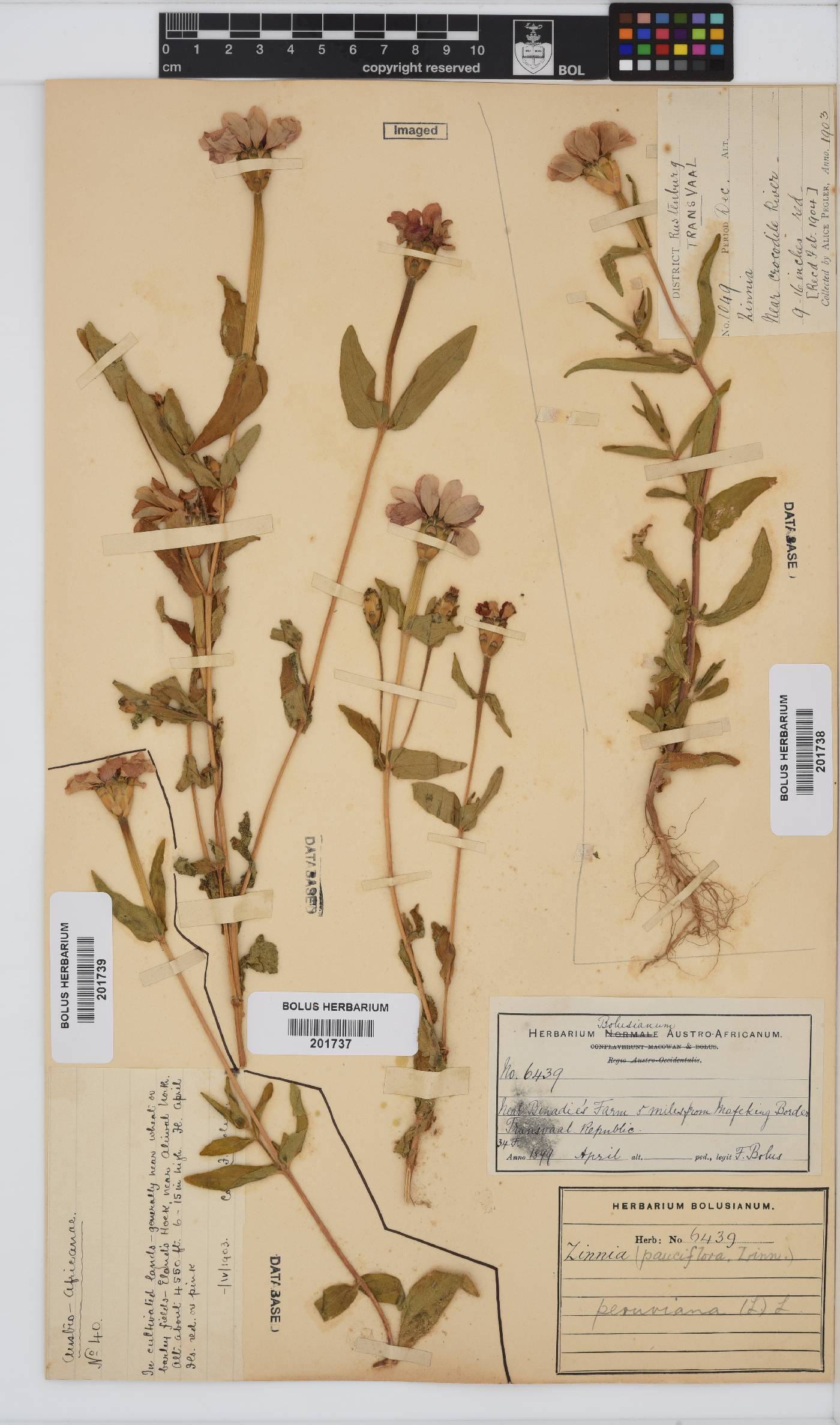 Zinnia peruviana image
