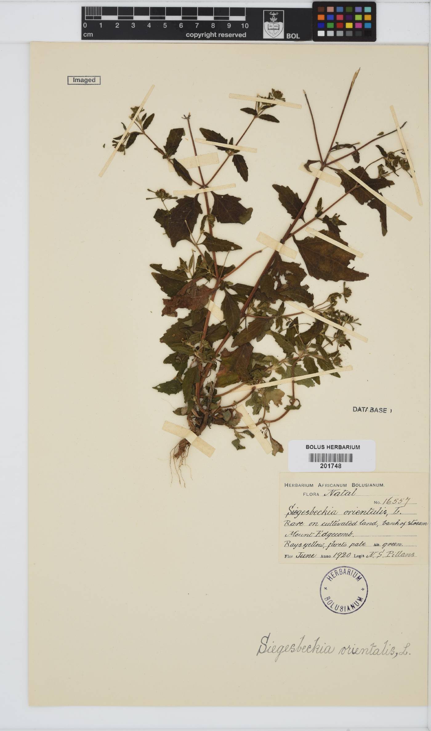 Sigesbeckia orientalis image